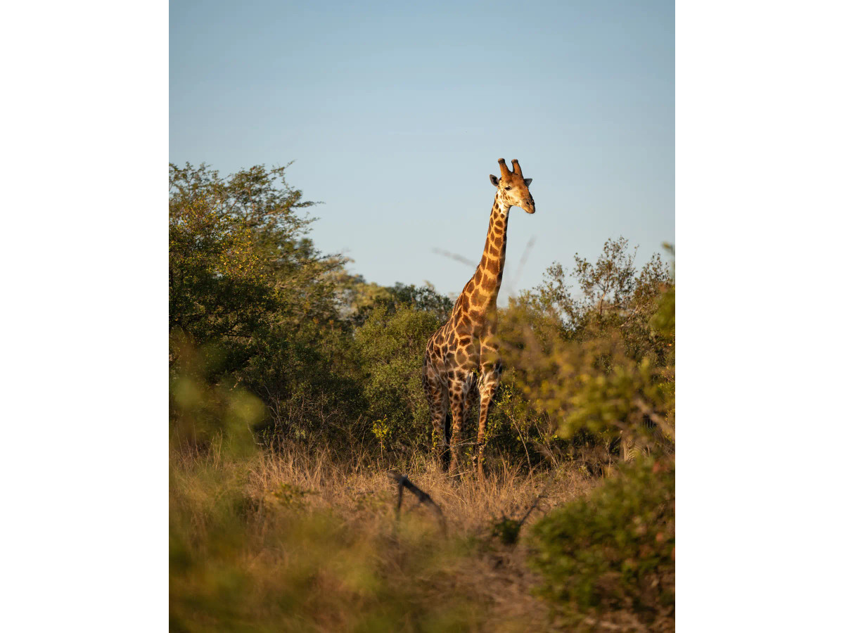 Safari journeys