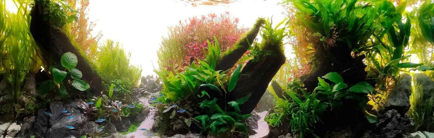 Acuario Plantado | Tienda de plantas de Acuario, Aquascaping y Peces Online