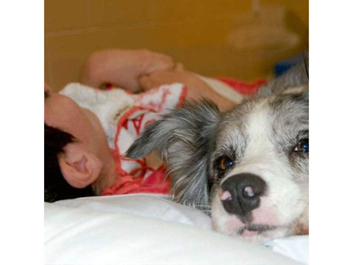 Curso de terapia asistida con perros