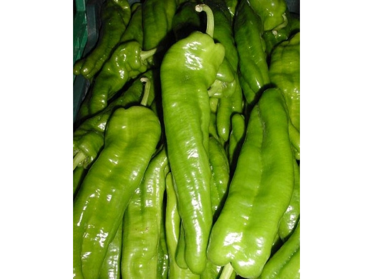Pimiento Olaya F1, 1000 semillas