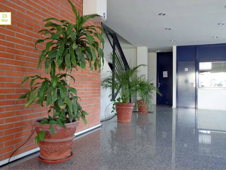Riego por goteo con bidón