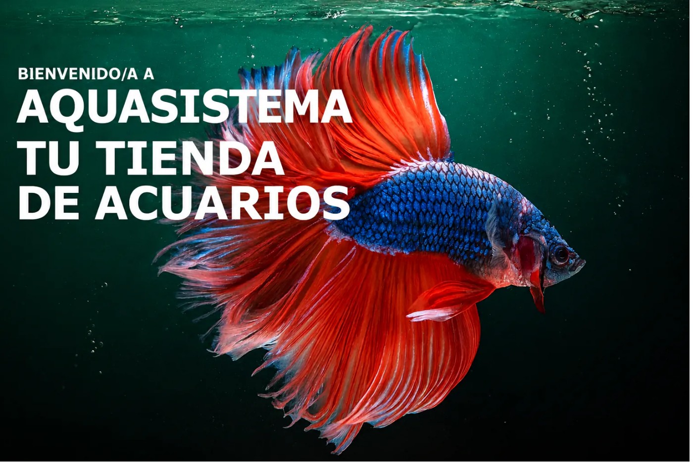 Peces de acuario, acuario plantado y acuarios en Madrid.