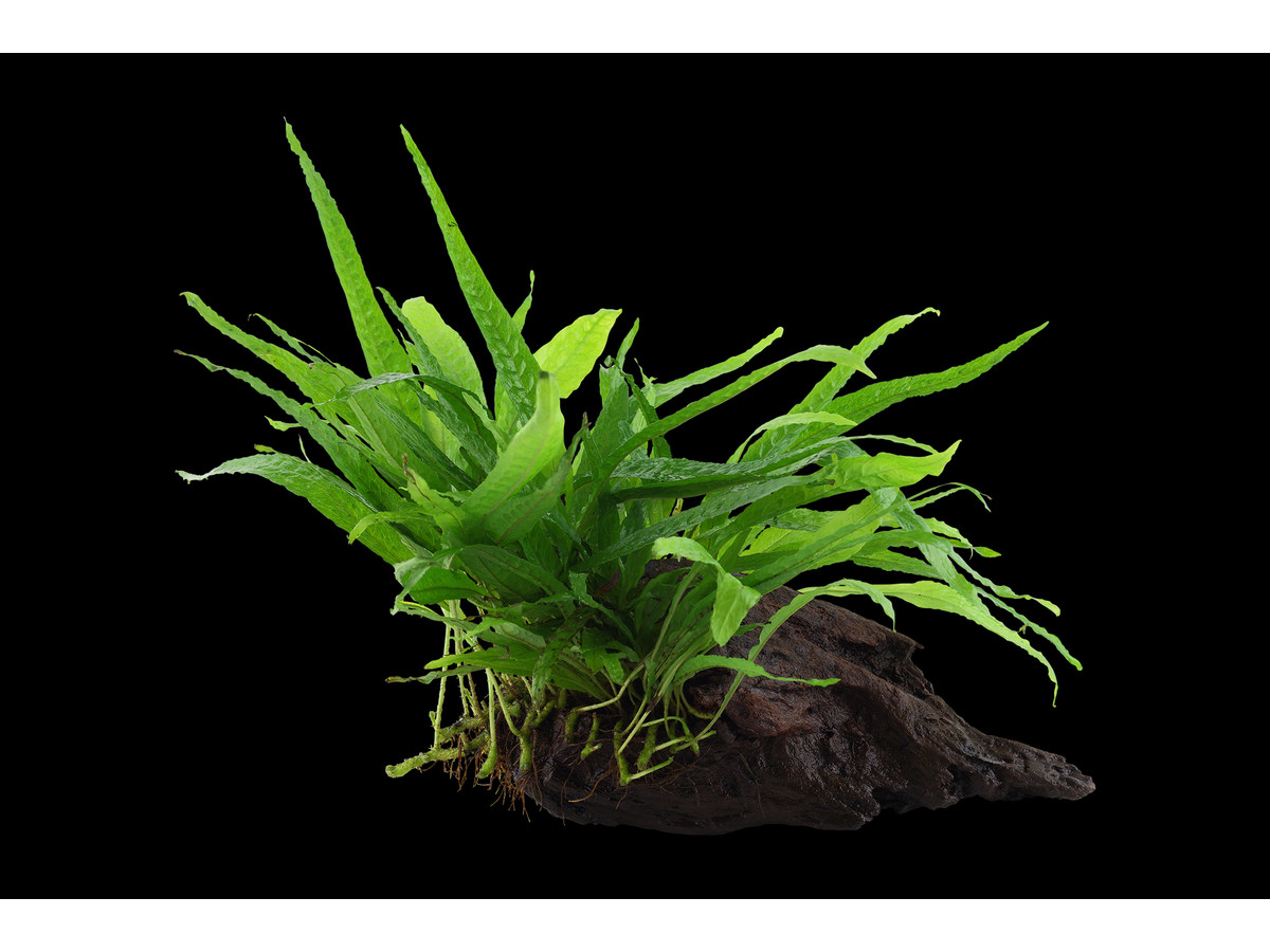 Microsorum pteropus var. «Narrow»