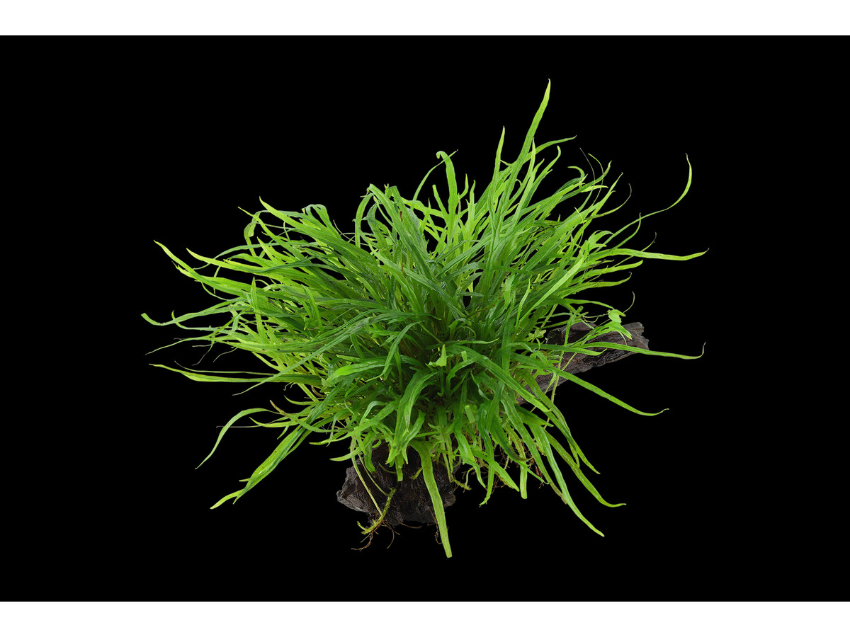 Microsorum pteropus var. «Trident»