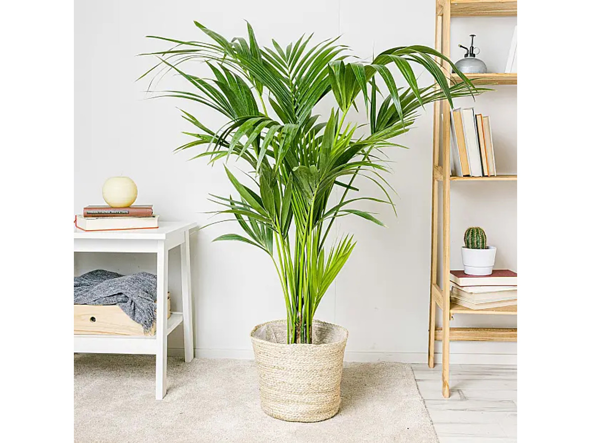 Palma Kentia