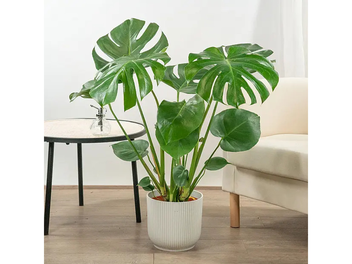 Monstera Deliciosa