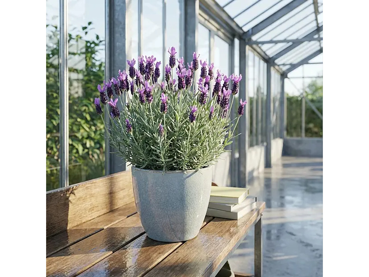 Anouk Lavanda