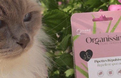 Pour les chats