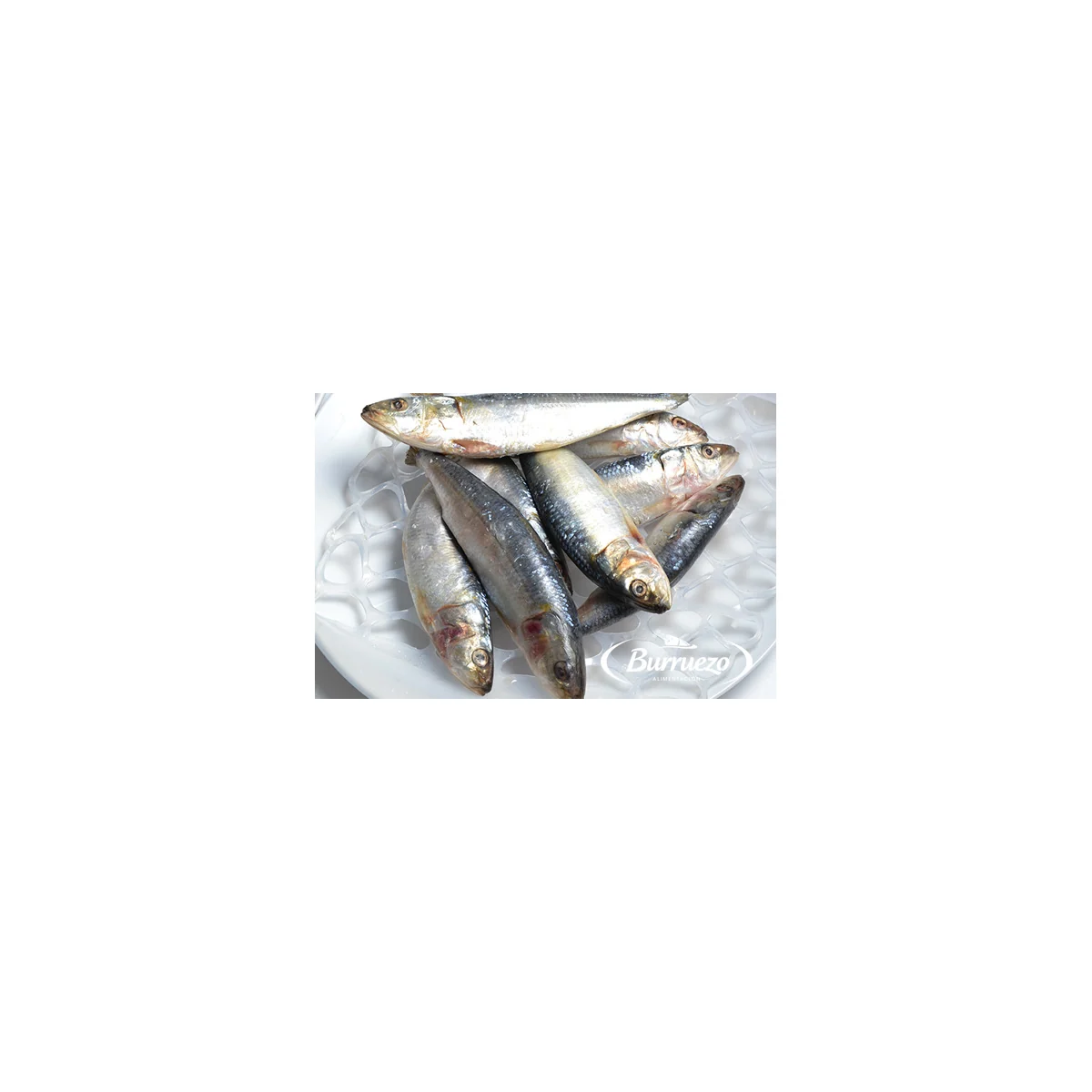 Sardinas enteras congeladas