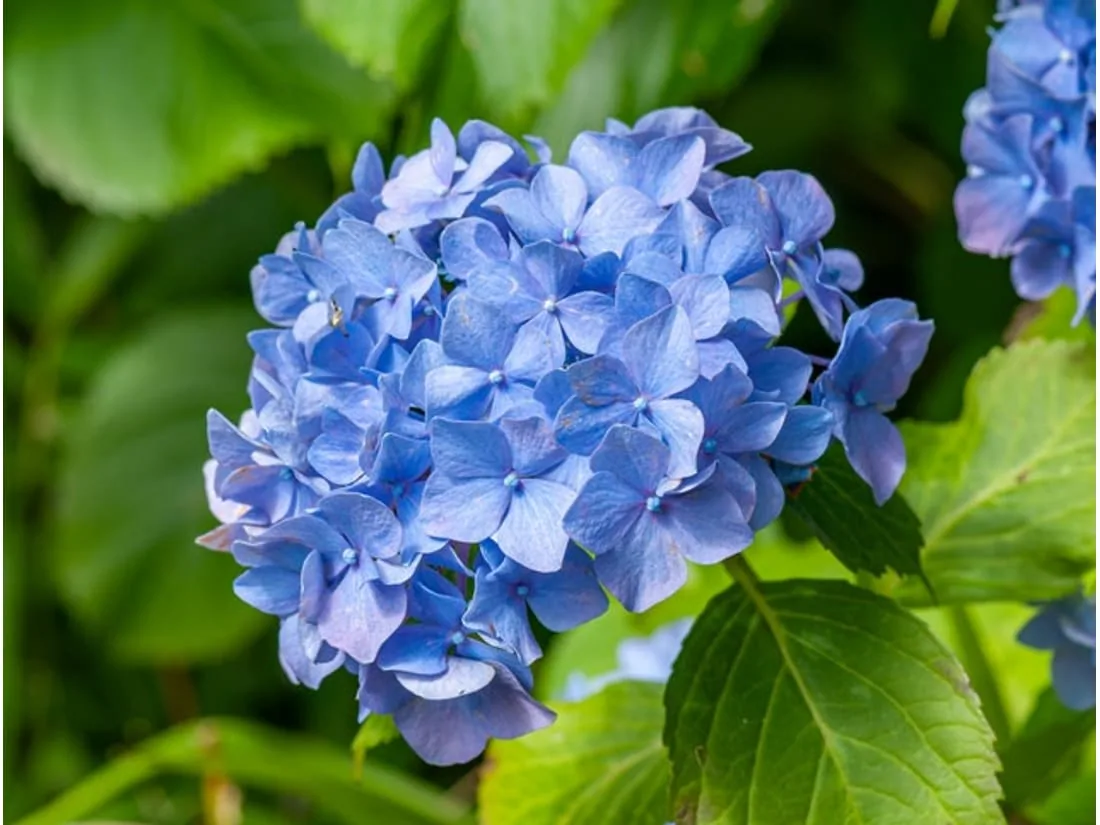 Flores M