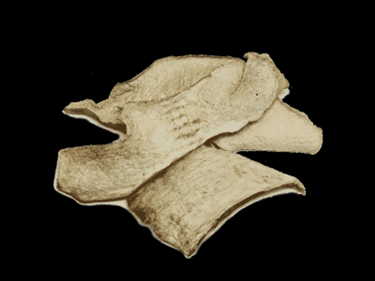 Boletus deshidratado