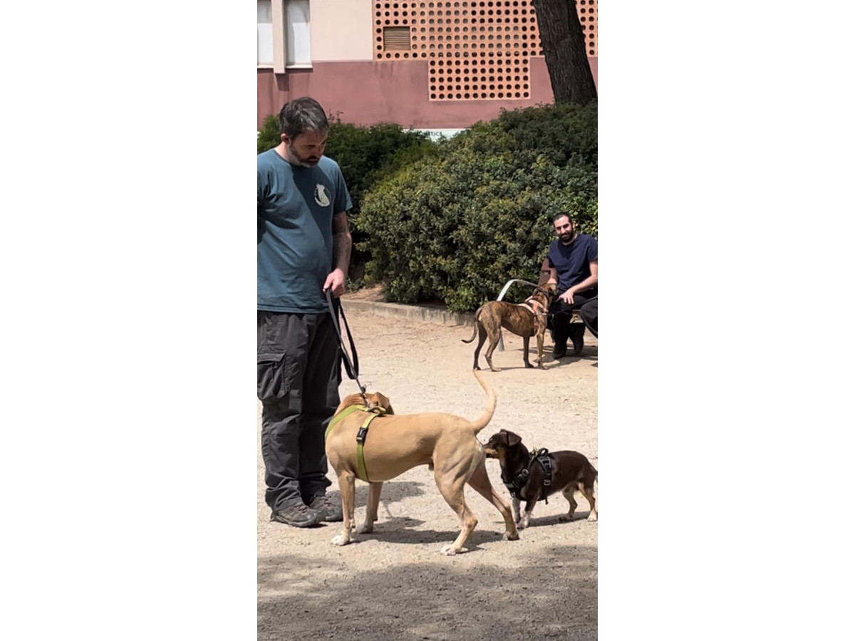 Grupos de educación canina