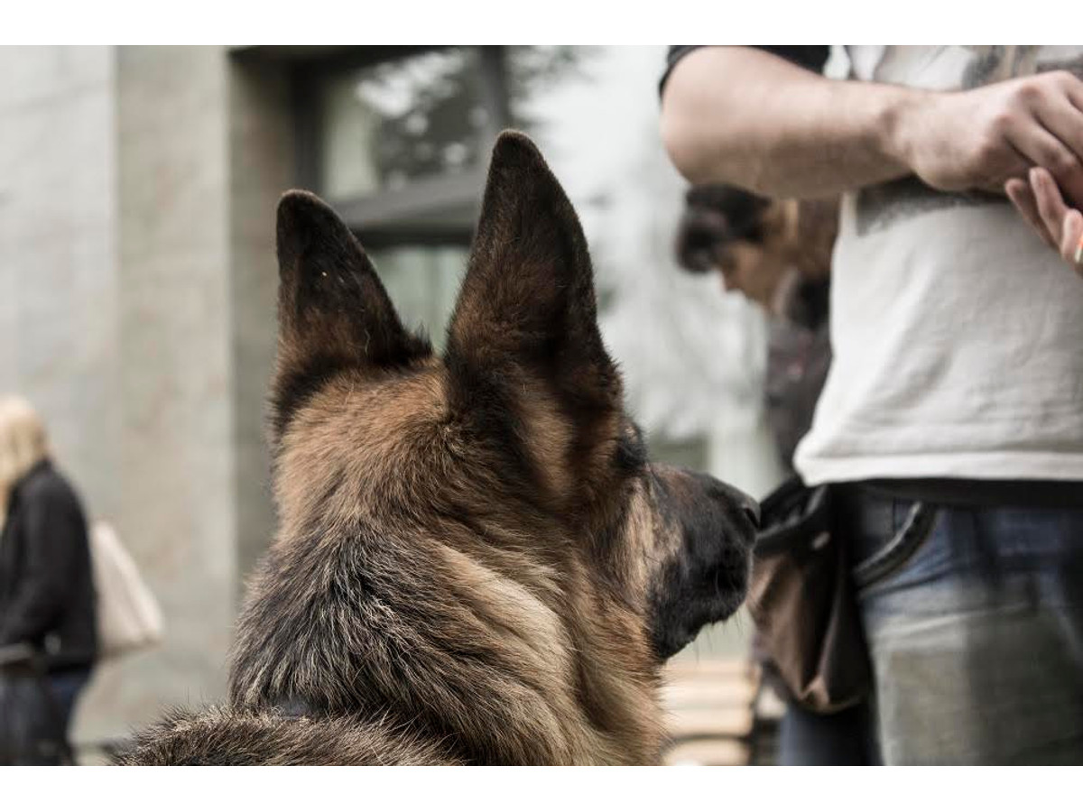 Educación canina y adiestramiento