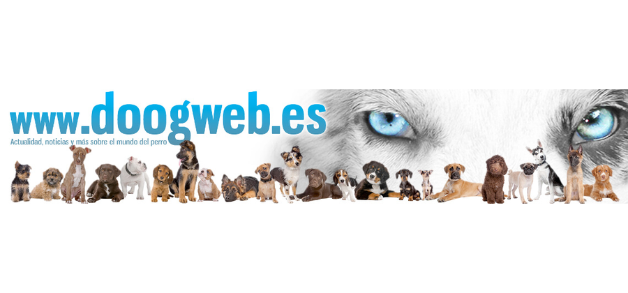 Logo de Doogweb