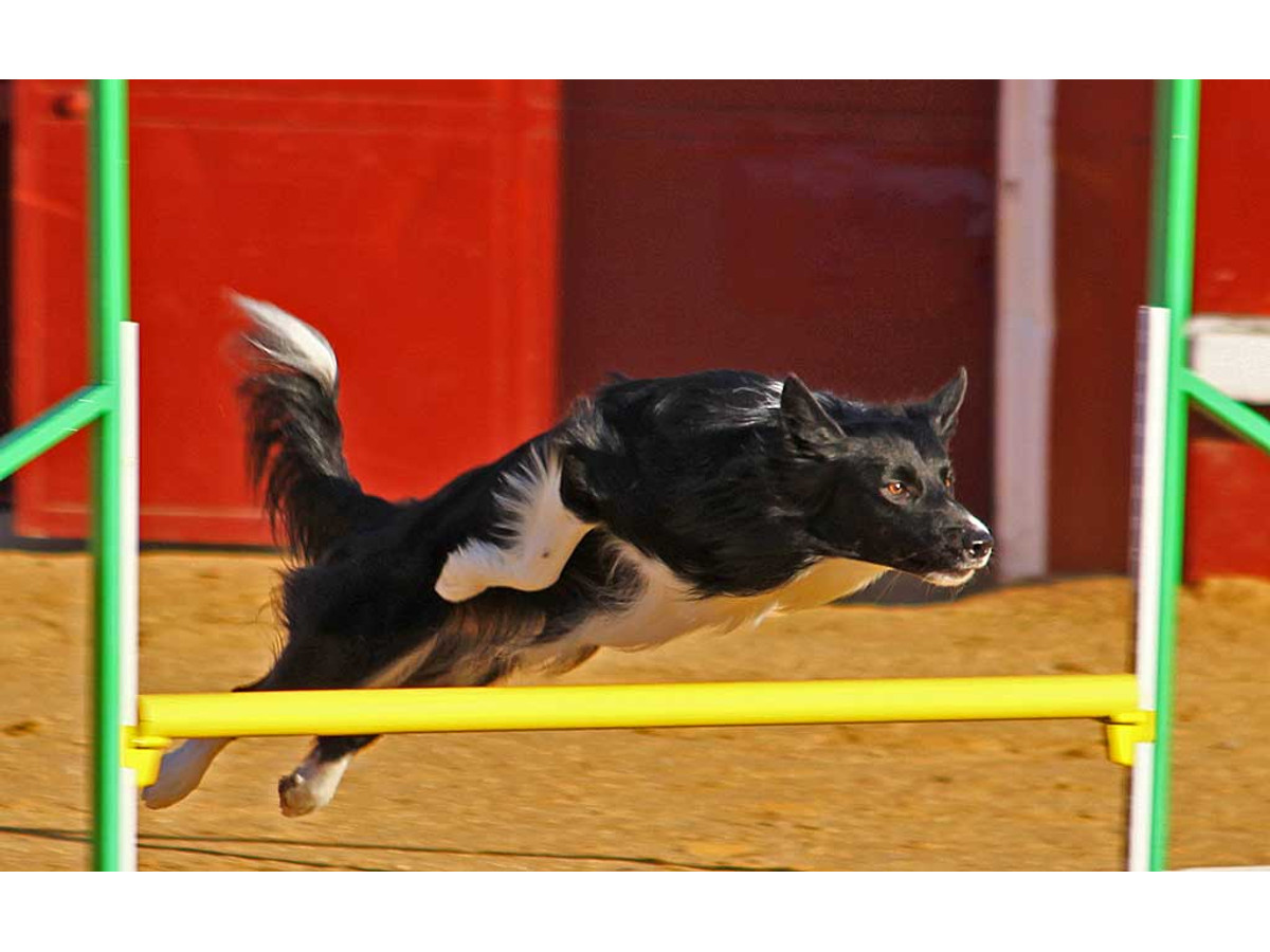 Adiestramiento y deporte