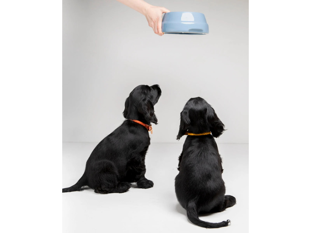 Sebastião - Dog Bowl