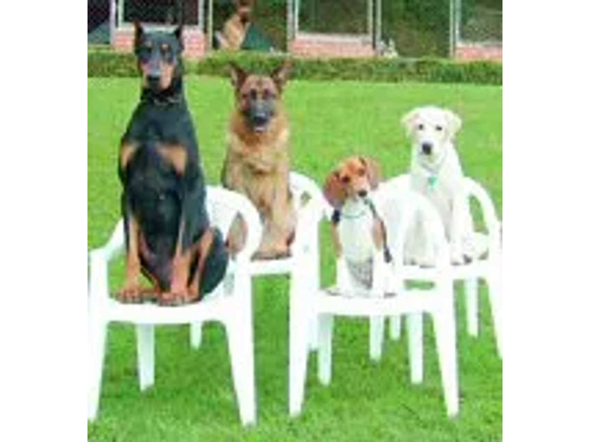 Curso de educador y adiestrador canino