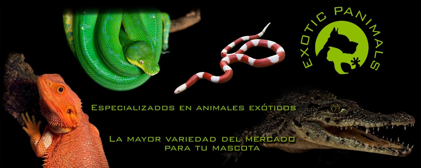 EXOTIC PANIMALS