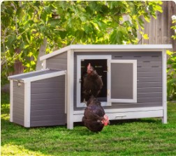 Venta de aves (gallinas de raza, patos, perdices, faisanes, palomas... ) y productos para la avicultura