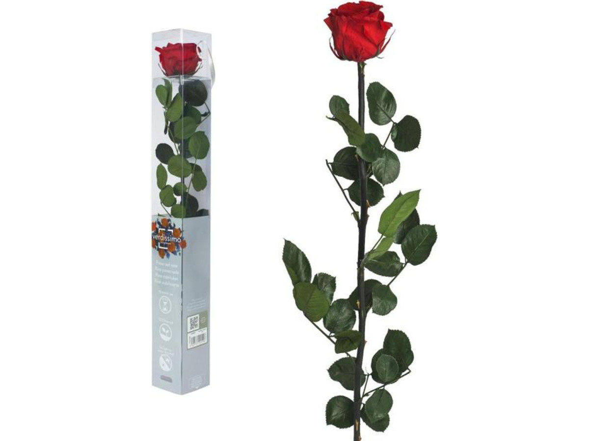 Rosas eternas Arshen
