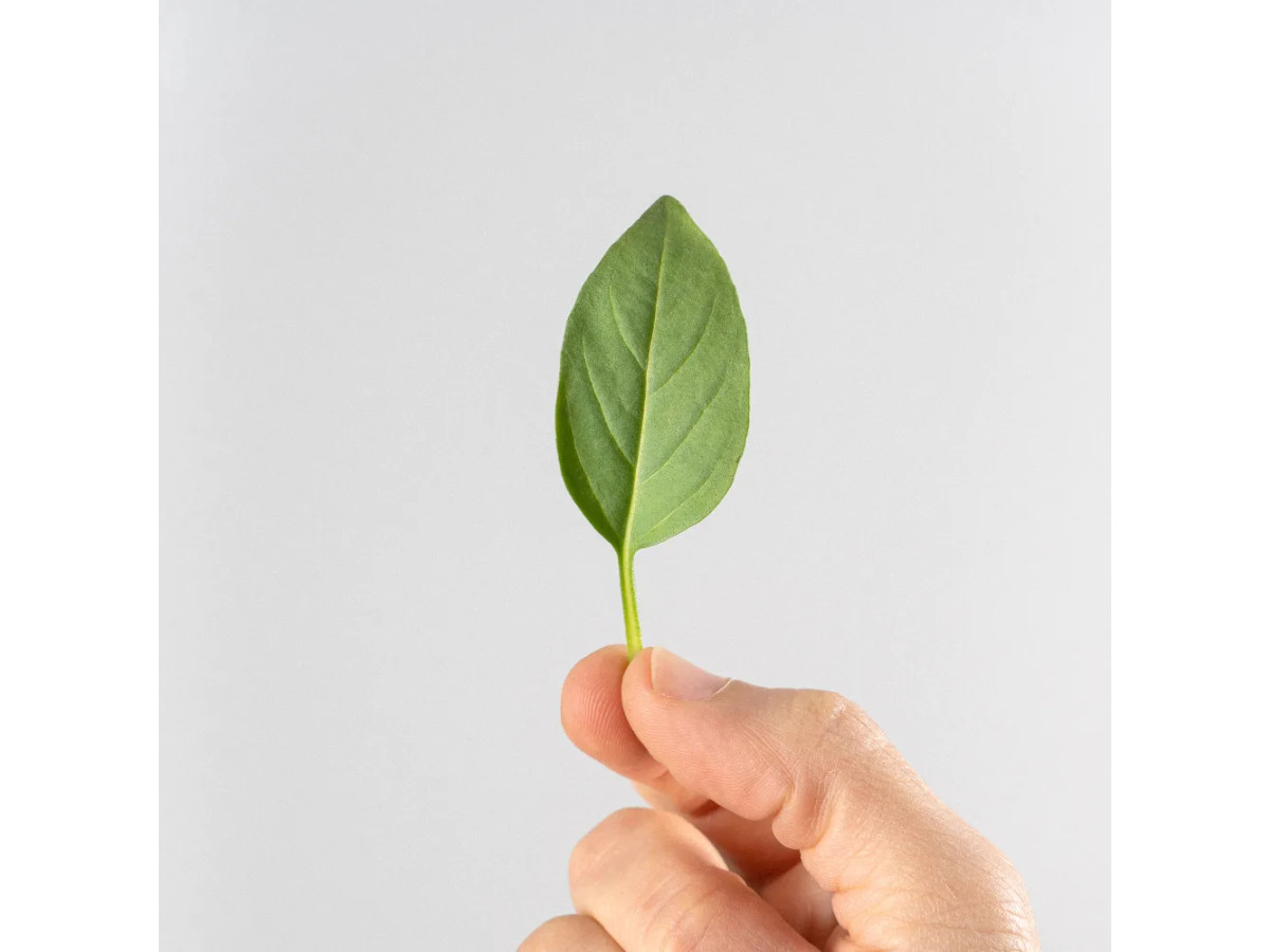 Albahaca hoja grande
