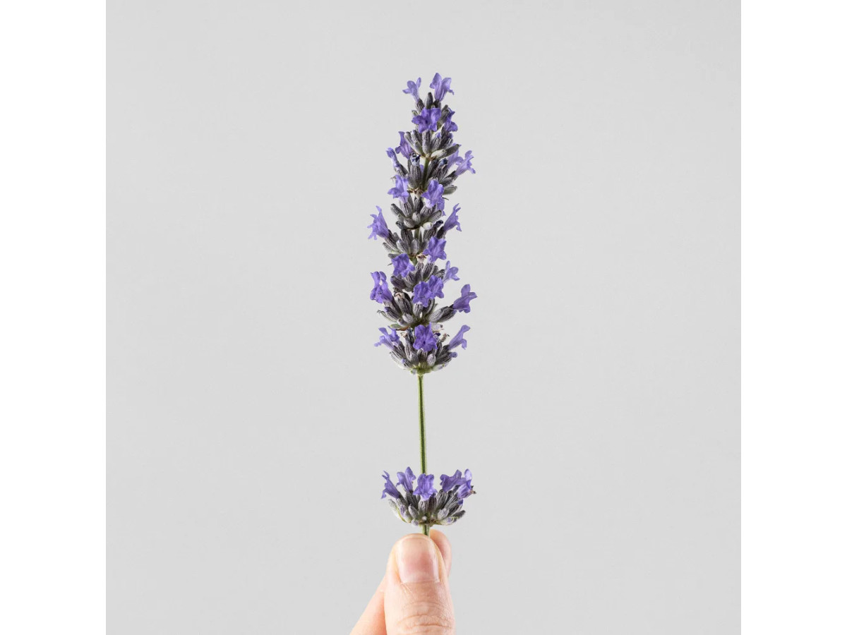 Lavandula angustifolia