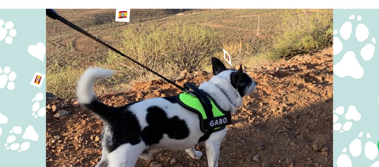 Colección: Piensos y accesorios para 🐹 Cobayas / Conejillos de Indias en Canarias | Entrega rápida
