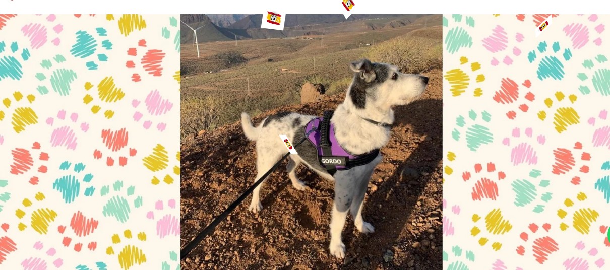 Colección: Piensos y accesorios para 🐹 Cobayas / Conejillos de Indias en Canarias | Entrega rápida