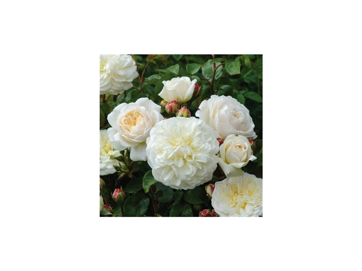 Rosa Tranquility