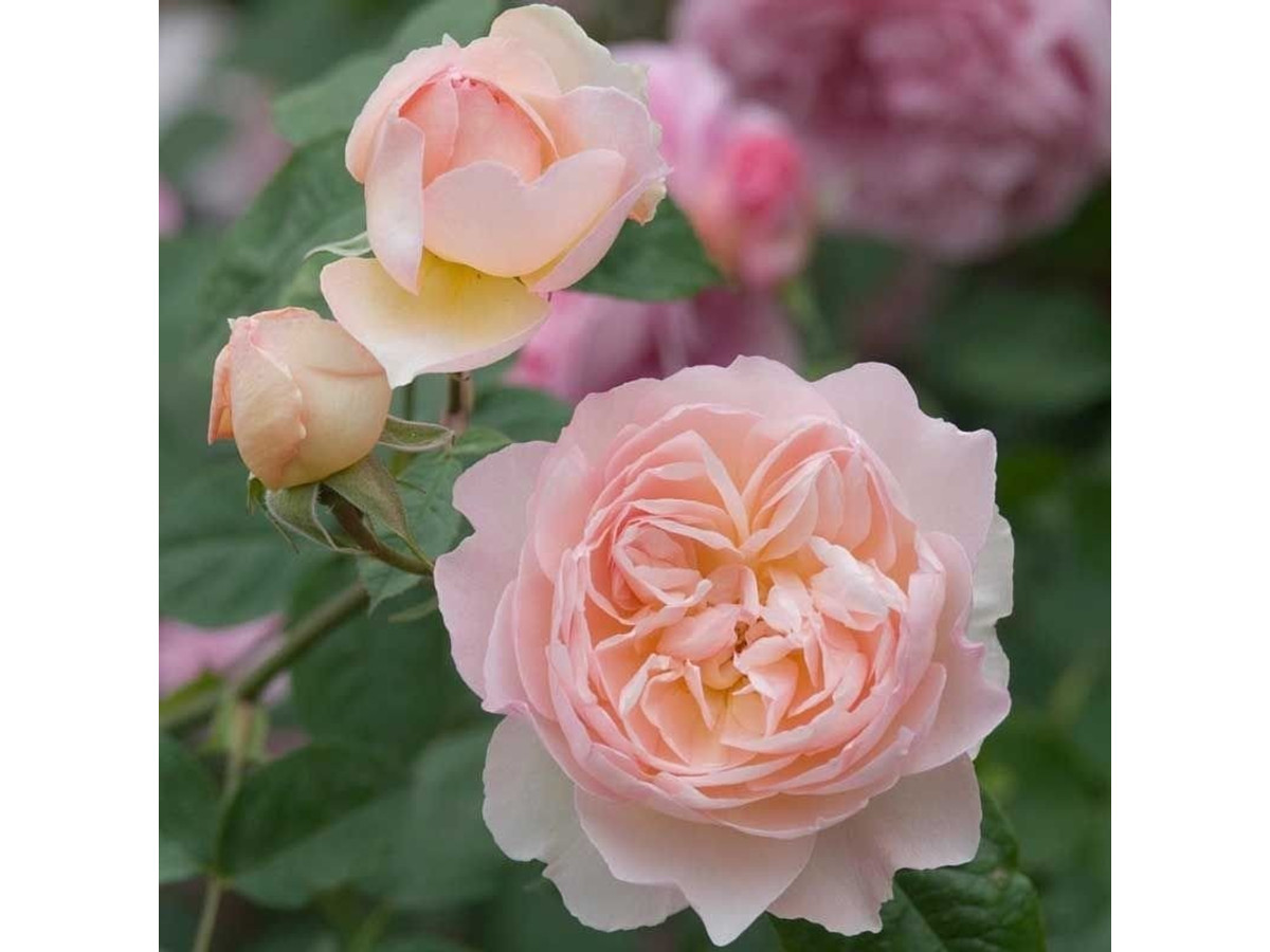 Rosa Gentle Hermione