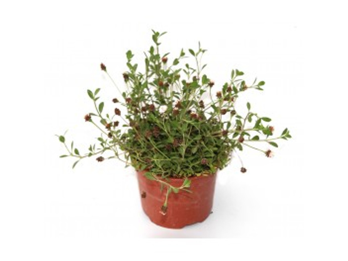 Lipia o lippia nodiflora