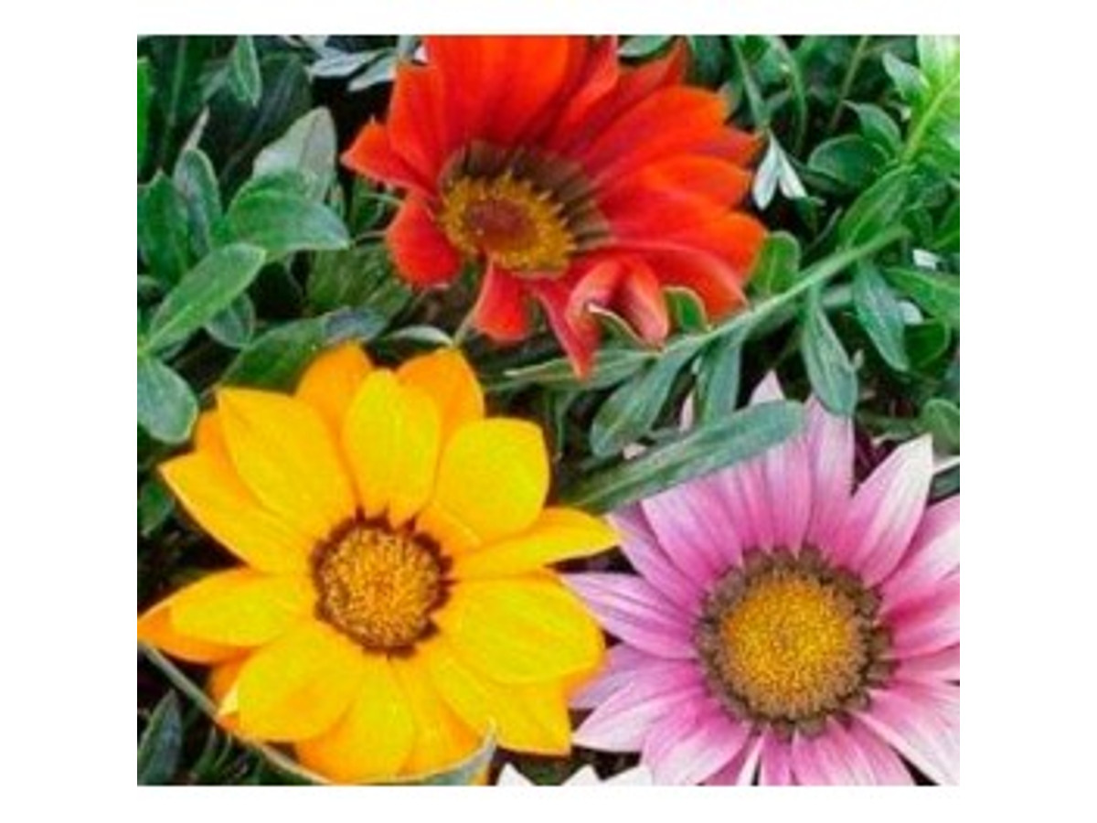 Gazania