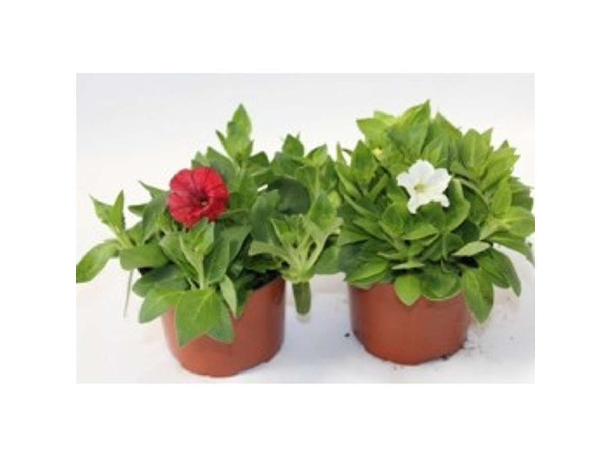 Petunia mini