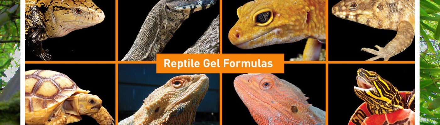 Harkito Reptile: referencia oficial 4
