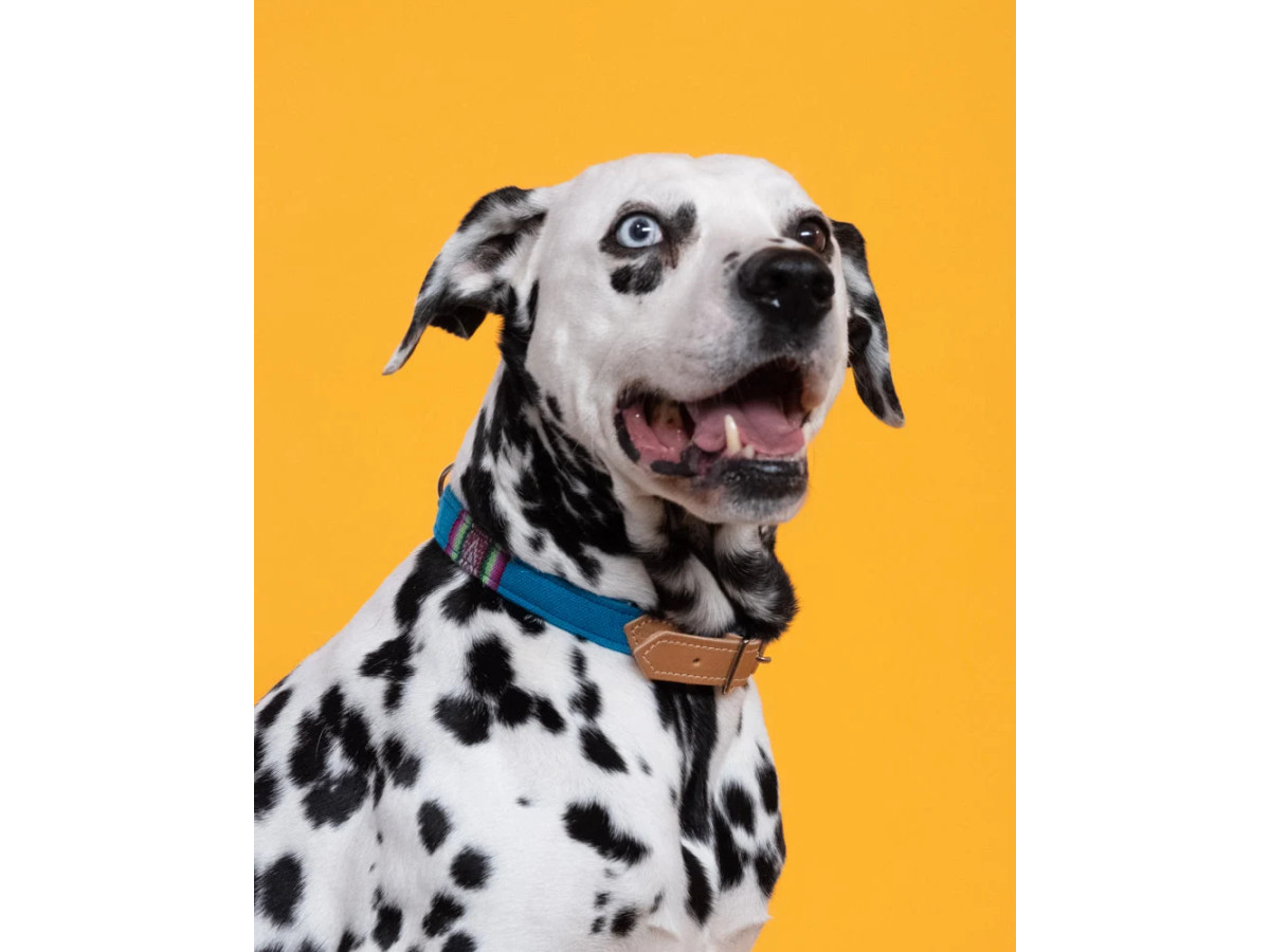 Inca Blue Dog Collar | Bolivian Woven Fabric | Hiro + Wolf