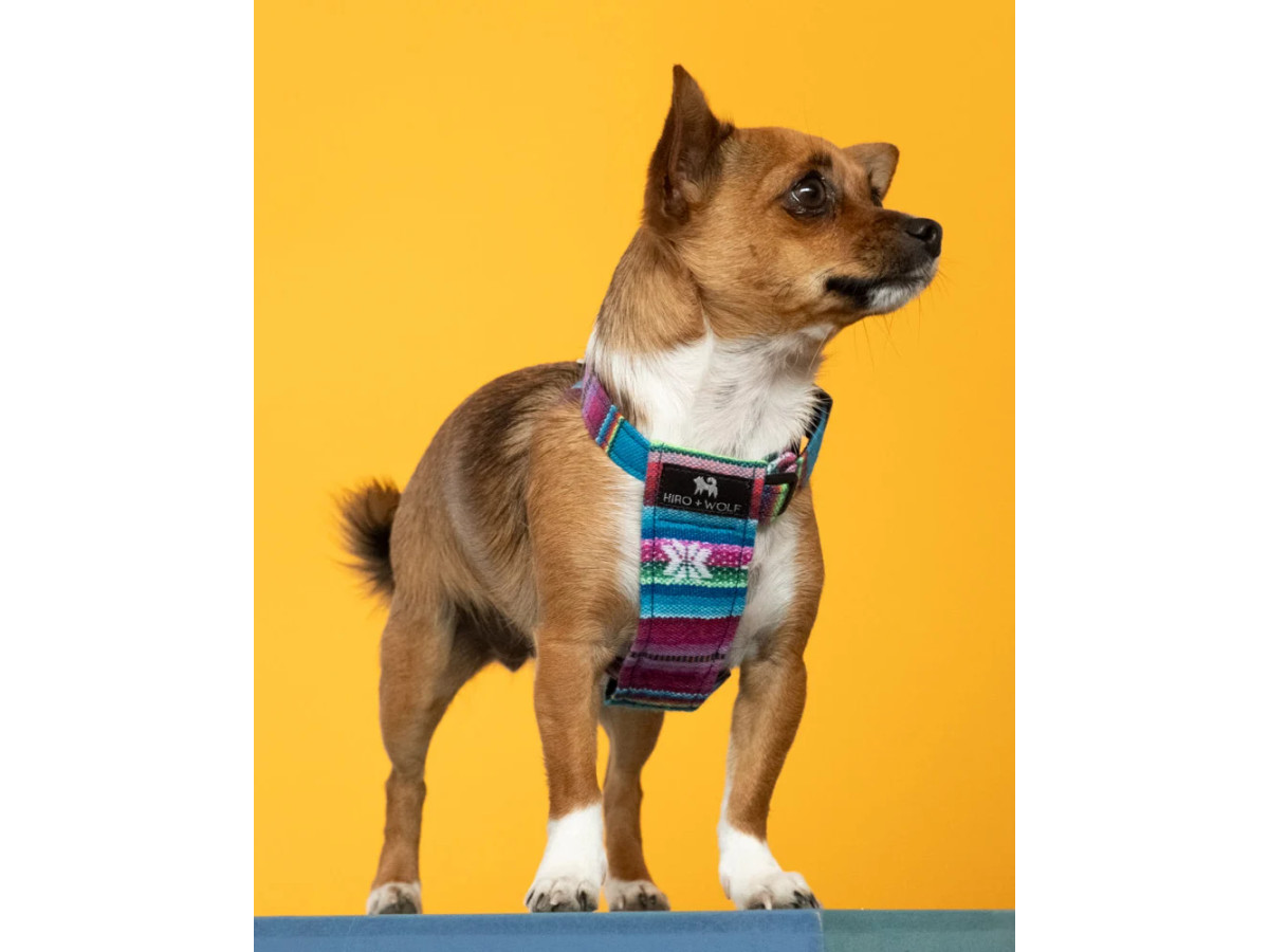 Inca Blue Dog Harness | Step-In | Hiro + Wolf