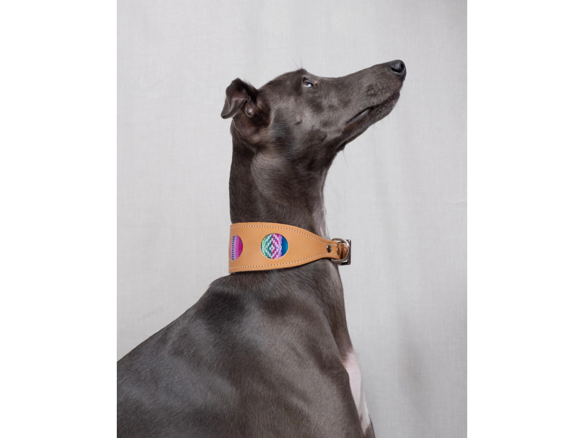 Inca Blue Whippet & Greyhound Collar | Hiro + Wolf