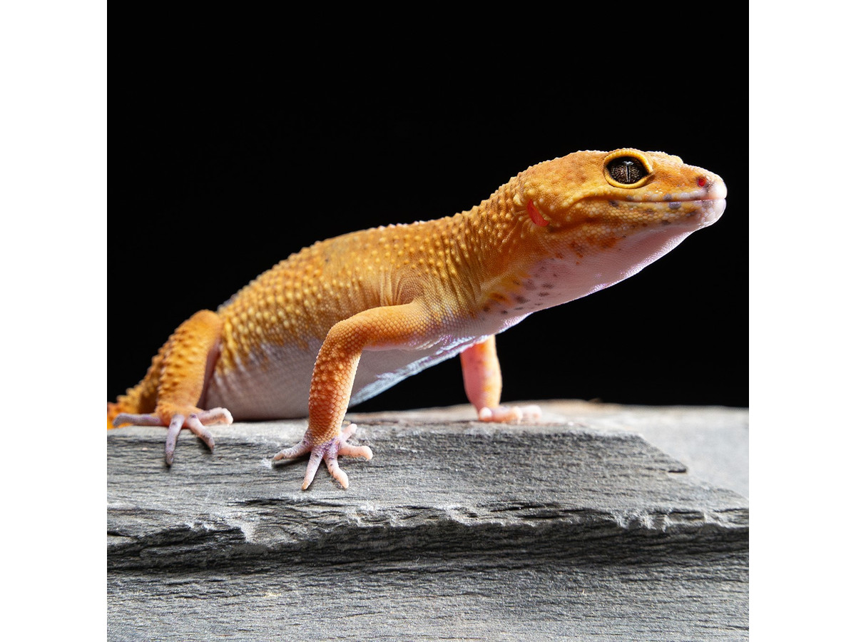 Terrario Oriente Medio M