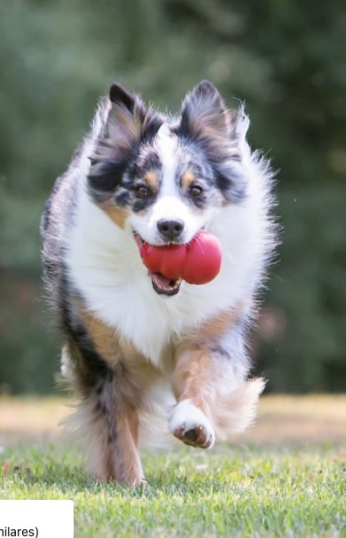 DOG ESSENTIALS