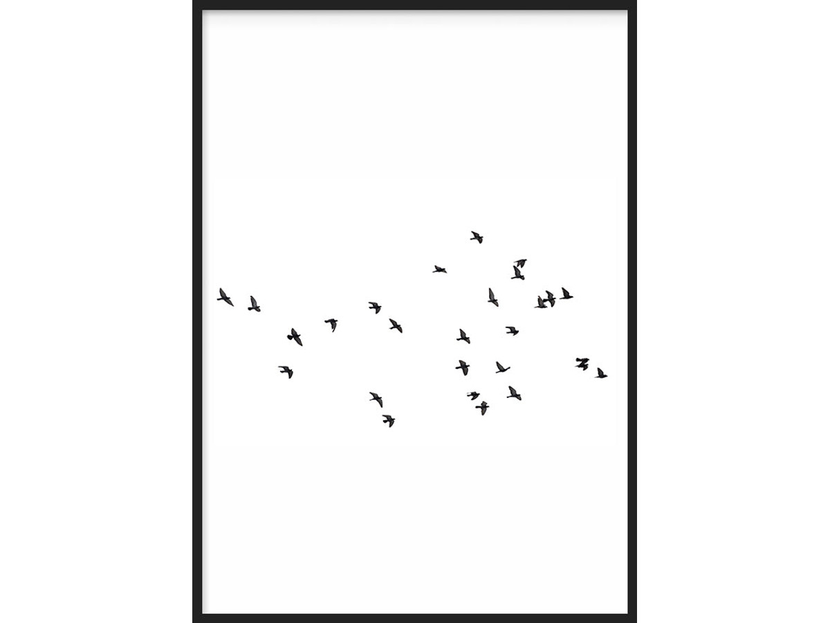 101 Pájaros