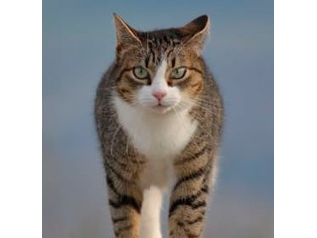 Gatos
