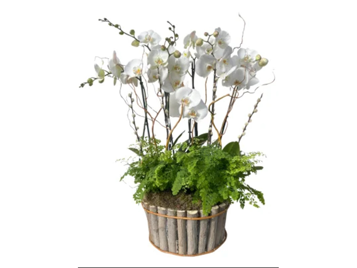 Cesta de orquídeas Blancas con plantas variadas