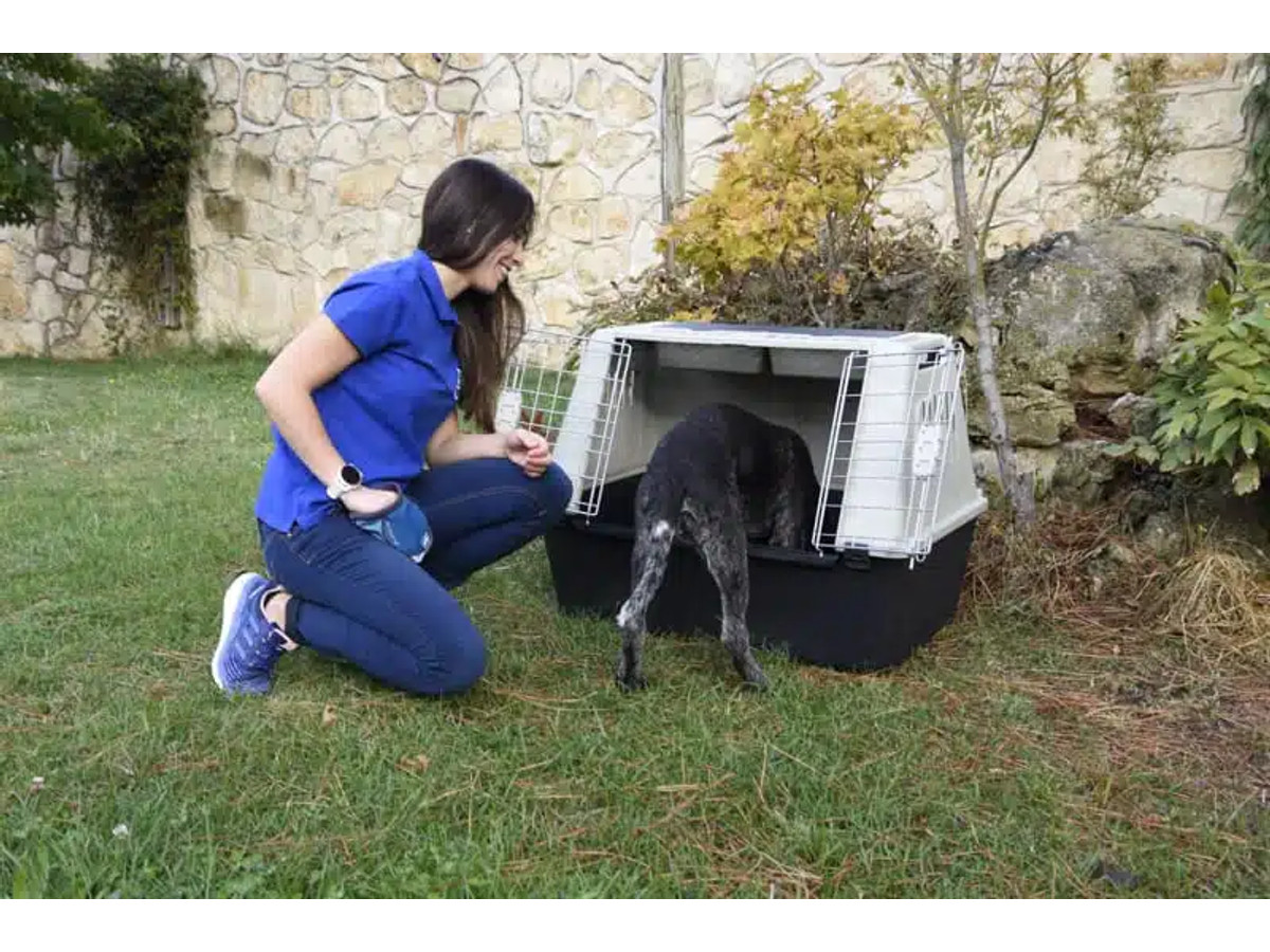 Adiestramiento canino a domicilio