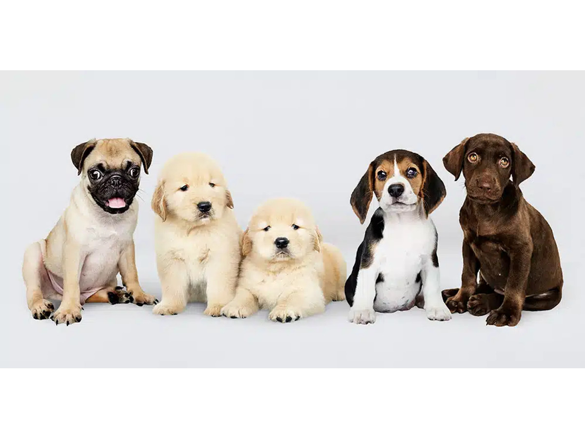 Educación de cachorros