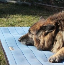 Nuestras Originales archivos - Camas para Perros