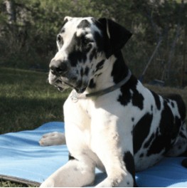 Perros de Gran Tamaño archivos - Camas para Perros