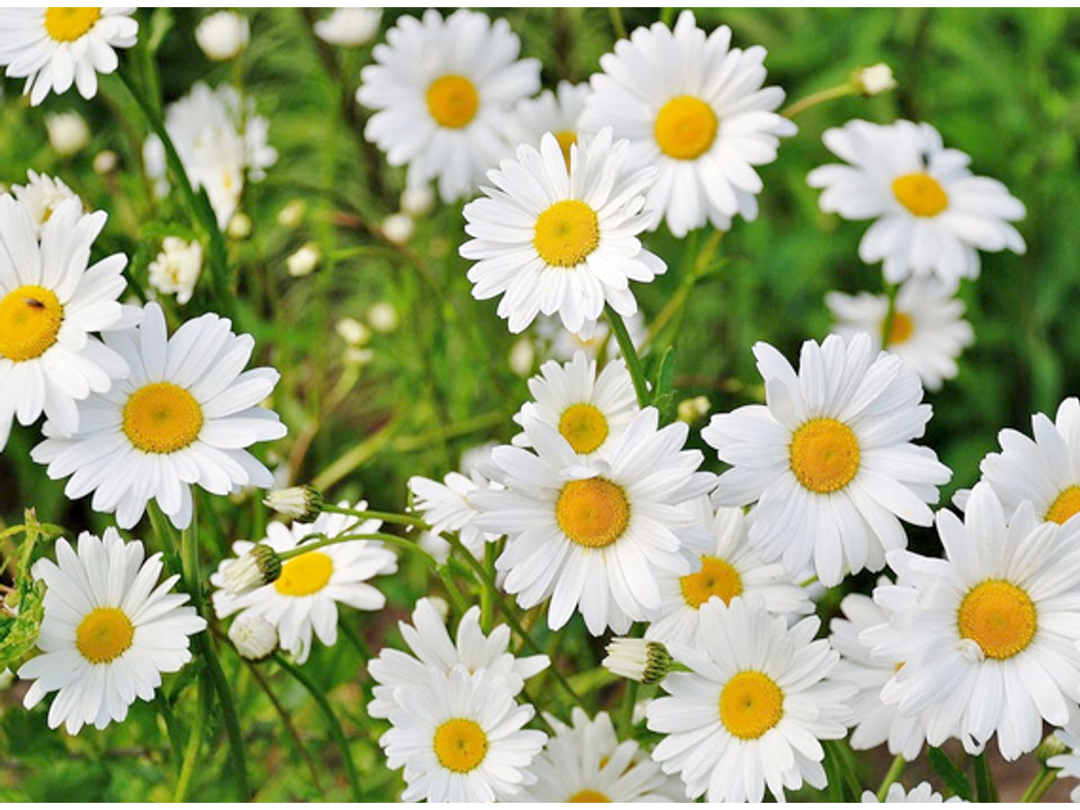 Semillas de Flores