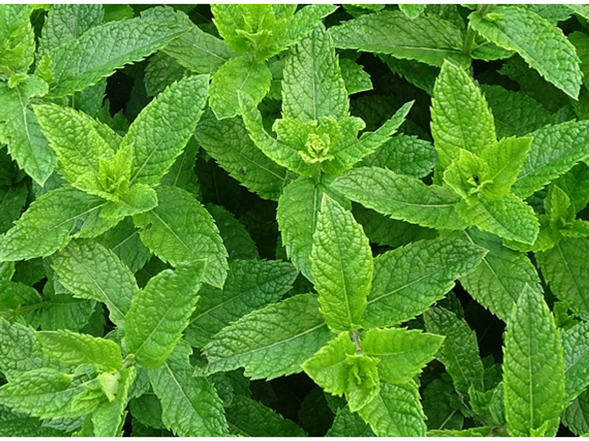 Semillas de Aromáticas