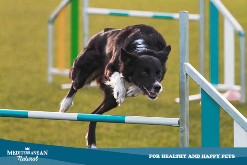 Snacks for dogs with high activity - Mediterranean natural