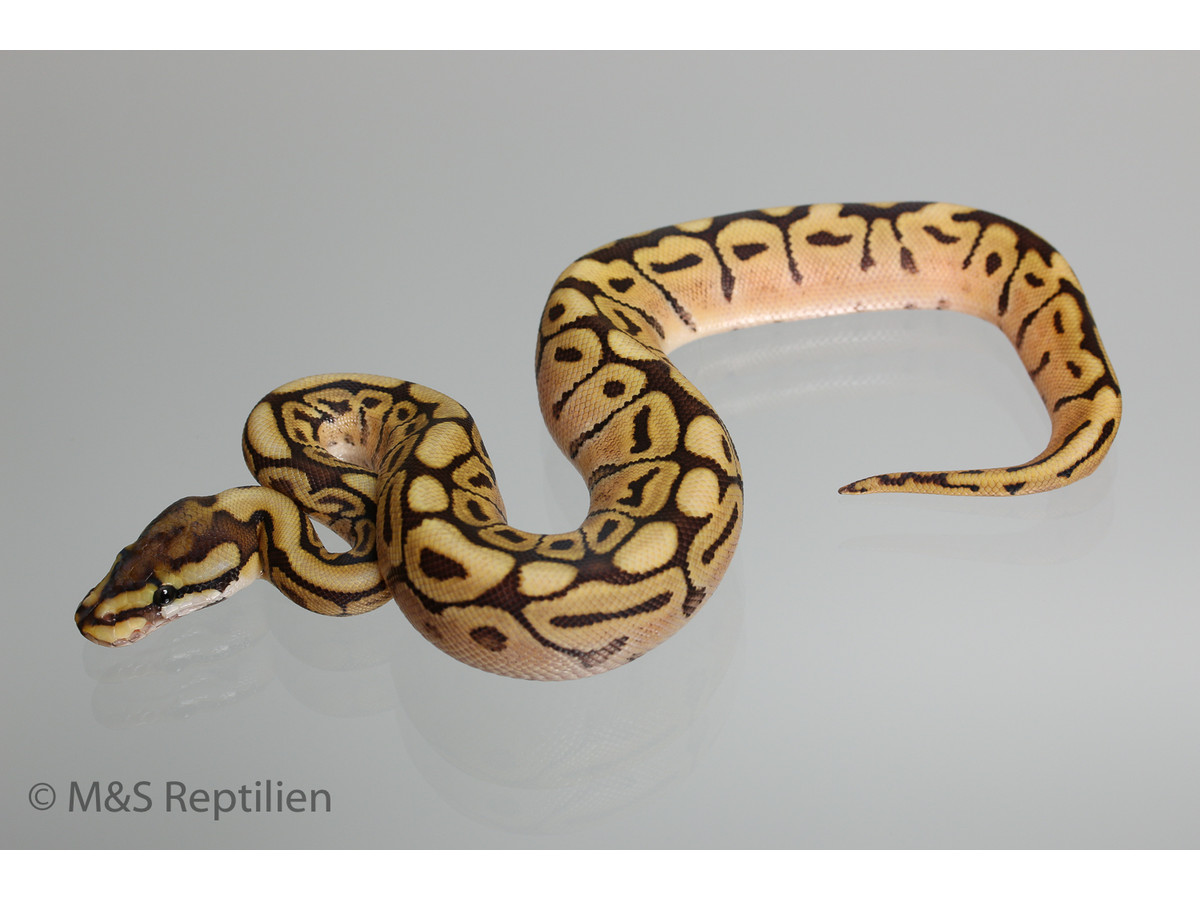 M&S Reptiles Mojave-Spider Ball Python